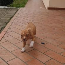 ❤️Intelligent Healthy American Pitbull Terrier❤️*Text or Call Us at (647)247-8422 Image eClassifieds4u 2