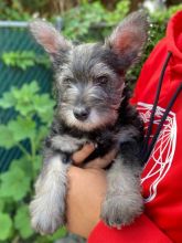 ❤️Havapoo Puppies For Adoption❤️*Text or Call Us at (647)247-8422🇨🇦🇨🇦 Image eClassifieds4u 2