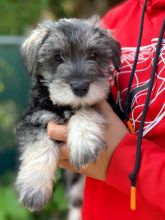 ❤️Havapoo Puppies For Adoption❤️*Text or Call Us at (647)247-8422🇨🇦🇨🇦 Image eClassifieds4u 3