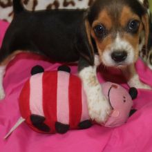 ❤️PureBread Dachshund Pup Max❤️*catalinamarisol3@gmail.com* Image eClassifieds4u 1