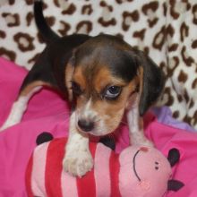 ❤️PureBread Dachshund Pup Max❤️*catalinamarisol3@gmail.com* Image eClassifieds4u 4
