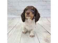 ❤️Rehoming 12wk Brown Male Doberman❤️*catalinamarisol3@gmail.com* Image eClassifieds4u 1