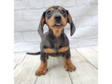 ❤️Rehoming 12wk Brown Male Doberman❤️*catalinamarisol3@gmail.com* Image eClassifieds4u 3