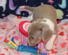 ❤️Dachshund puppies for sale❤️Text or Call Us at (647)247-8422🇨🇦🇨🇦 Image eClassifieds4u 2