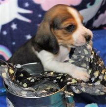 12 week old Dachshund pupp*catalinamarisol3@gmail.com* Image eClassifieds4u 2