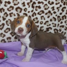 12 week old Dachshund pupp*catalinamarisol3@gmail.com* Image eClassifieds4u 3
