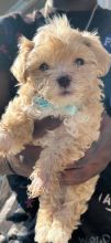 🇨🇦🇨🇦Adorable fluffy Malti Poo Text or Call Us at (647)247-8422🇨🇦🇨🇦 Image eClassifieds4u 3