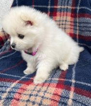 🇨🇦🇨🇦Pure breed Pomeranian Puppy Available Text or Call Us at (647)247-8422🇨🇦🇨 Image eClassifieds4u 1