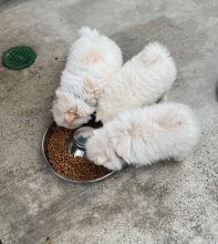 🇨🇦🇨🇦Pure breed Pomeranian Puppy Available Text or Call Us at (647)247-8422🇨🇦🇨 Image eClassifieds4u 3