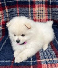 🇨🇦🇨🇦Pure breed Pomeranian Puppy Available Text or Call Us at (647)247-8422🇨🇦🇨 Image eClassifieds4u 4