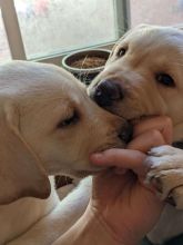 Black and chocolate Labrador*catalinamarisol3@gmail.com* Image eClassifieds4u 2