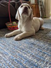 Black and chocolate Labrador*catalinamarisol3@gmail.com* Image eClassifieds4u 4