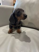 Brown Male Doberman Pinscher❤️catalinamarisol3@gmail.com❤️ Image eClassifieds4u 1