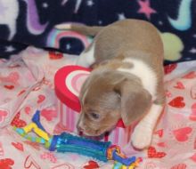 Brown Male Doberman Pinscher❤️catalinamarisol3@gmail.com❤️ Image eClassifieds4u 4