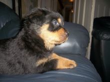 🇨🇦🇨🇦CKC French bulldog puppies for sale*Text or Call Us at (647)247-8422🇨🇦🇨🇦 Image eClassifieds4u 4