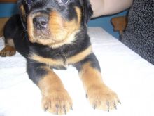 🇨🇦🇨🇦CKC Rottweilers Puppies available*Text or Call Us at (647)247-8422🇨🇦🇨🇦 Image eClassifieds4u 1