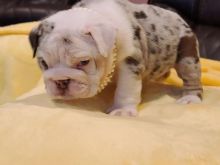 🇨🇦🇨🇦English Bulldogs Male and 2 females *Text or Call Us at (647)247-8422🇨🇦🇨 Image eClassifieds4u 3
