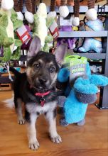 🇨🇦🇨🇦German Shepherd Puppies availableText or Call Us at (647)247-8422🇨🇦🇨🇦 Image eClassifieds4u 3