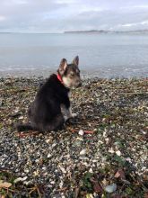 🇨🇦🇨🇦German Shepherd Puppies availableText or Call Us at (647)247-8422🇨🇦🇨🇦 Image eClassifieds4u 4