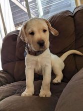 🇨🇦🇨🇦Golden Labrador Puppies for Sale*Text or Call Us at (647)247-8422🇨🇦🇨🇦 Image eClassifieds4u 1