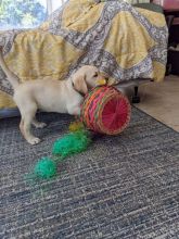 🇨🇦🇨🇦Golden Labrador Puppies for Sale*Text or Call Us at (647)247-8422🇨🇦🇨🇦 Image eClassifieds4u 3