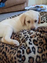 🇨🇦🇨🇦Golden Labrador Puppies for Sale*Text or Call Us at (647)247-8422🇨🇦🇨🇦 Image eClassifieds4u 4