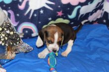 I have 3 Pure Bread Doberman Puppies*catalinamarisol3@gmail.com* Image eClassifieds4u 3