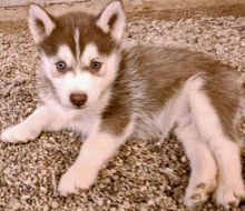 Male 3 and a half year old Siberian Husky*catalinamarisol3@gmail.com* Image eClassifieds4u 2