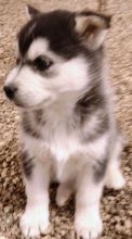 Male 3 and a half year old Siberian Husky*catalinamarisol3@gmail.com* Image eClassifieds4u 3