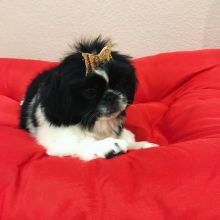 🇨🇦🇨🇦Australian Shepherd Puppies available*Text or Call Us at (647)247-8422🇨🇦🇨 Image eClassifieds4u 1