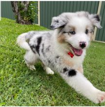🇨🇦🇨🇦Australian Shepherd Puppies available*Text or Call Us at (647)247-8422🇨🇦🇨 Image eClassifieds4u 2