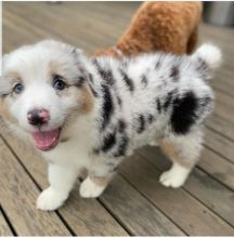 🇨🇦🇨🇦Australian Shepherd Puppies available*Text or Call Us at (647)247-8422🇨🇦🇨 Image eClassifieds4u 4