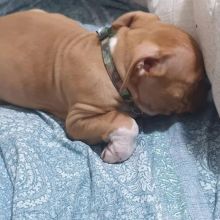 🇨🇦🇨🇦 American pit bull terrier puppies *Text or Call Us at (647)247-8422🇨🇦🇨🇦 Image eClassifieds4u 3