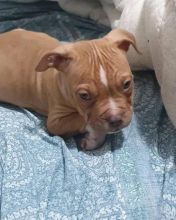 🇨🇦🇨🇦 American pit bull terrier puppies *Text or Call Us at (647)247-8422🇨🇦🇨🇦 Image eClassifieds4u 4