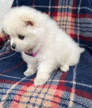 🇨🇦🇨🇦🇨🇦Playful Pom puppies for Rehoming❤️ Text or Call Us at (647)247-8422🇨 Image eClassifieds4u 4