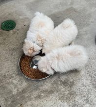 Pomeranian puppies for sale❤️catalinamarisol3@gmail.com❤️ Image eClassifieds4u 4