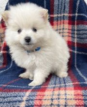 Pure bred mini Pomeranian *catalinamarisol3@gmail.com* Image eClassifieds4u 4