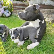 🐶🐶Reg C.K.C Bull Mastiff puppies ❤️Text or Call Us at (647)247-8422🇨🇦🇨🇦 Image eClassifieds4u 1