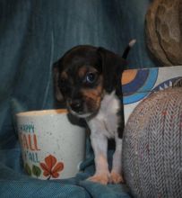 Rehoming 8 week old Doberman Sisters❤️catalinamarisol3@gmail.com❤️ Image eClassifieds4u 1