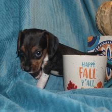 Rehoming 8 week old Doberman Sisters❤️catalinamarisol3@gmail.com❤️ Image eClassifieds4u 3