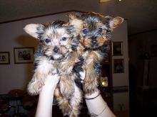 🇨🇦🇨🇦Rehoming Yorkshire Terrier Text or Call Us at (647)247-8422🇨🇦🇨🇦 Image eClassifieds4u 3
