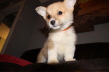 Rehoming Puppy Pembroke Welsh Corgi*catalinamarisol3@gmail.com* Image eClassifieds4u 1