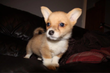 Rehoming Puppy Pembroke Welsh Corgi*catalinamarisol3@gmail.com* Image eClassifieds4u 2