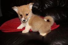 Rehoming Puppy Pembroke Welsh Corgi*catalinamarisol3@gmail.com* Image eClassifieds4u 4