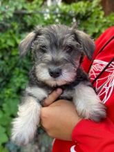 🇨🇦🇨🇦Pug puppies Available for adoption Text or Call Us at (647)247-8422 🇨🇦🇨🇦 Image eClassifieds4u 2