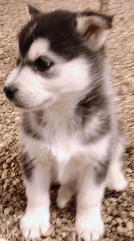 Male 3 and a half year old Siberian Husky*catalinamarisol3@gmail.com* Image eClassifieds4u