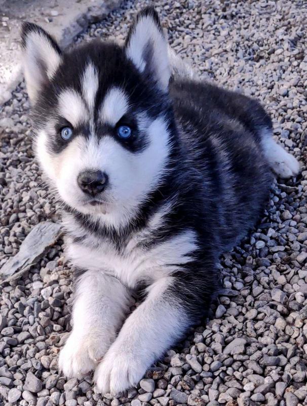 Male 3 and a half year old Siberian Husky*catalinamarisol3@gmail.com* Image eClassifieds4u