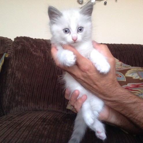 My Ragdoll female cat is in need*catalinamarisol3@gmail.com* Image eClassifieds4u