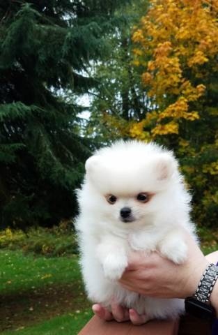 Pure bred mini Pomeranian *catalinamarisol3@gmail.com* Image eClassifieds4u