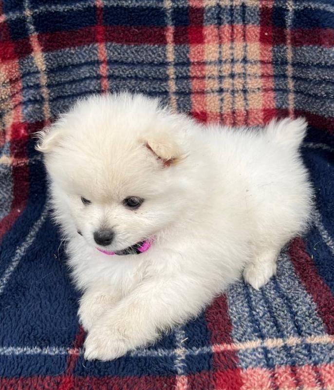 Pure bred mini Pomeranian *catalinamarisol3@gmail.com* Image eClassifieds4u